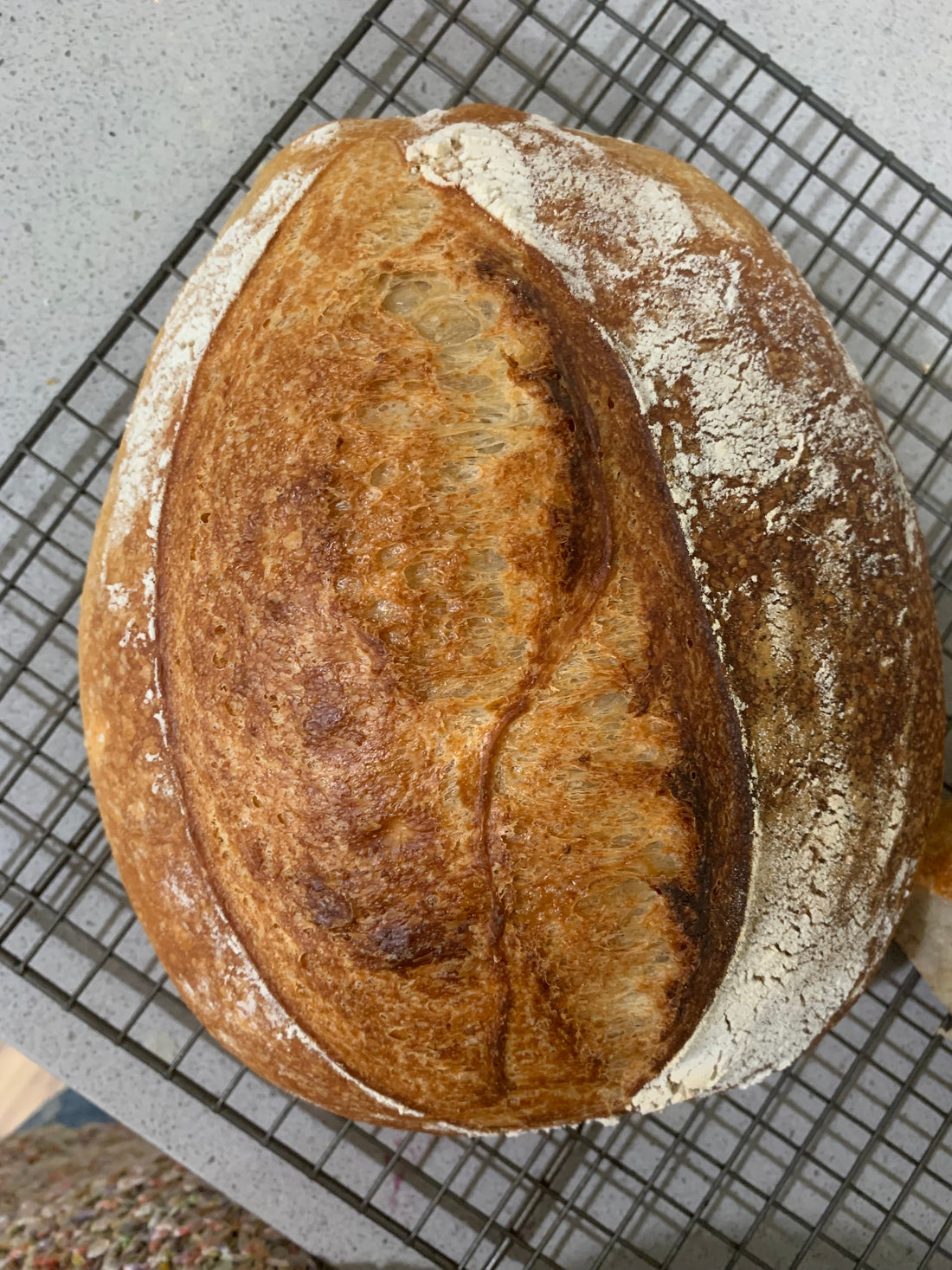 Frozen Sourdough Refresh